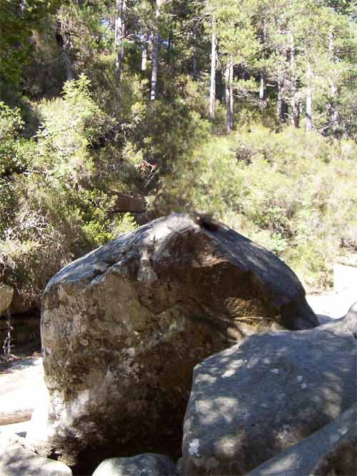bloc de granit massif dans la forêt d’Aïtone en Corse, entouré de pins Laricci et baigné de lumière matinale