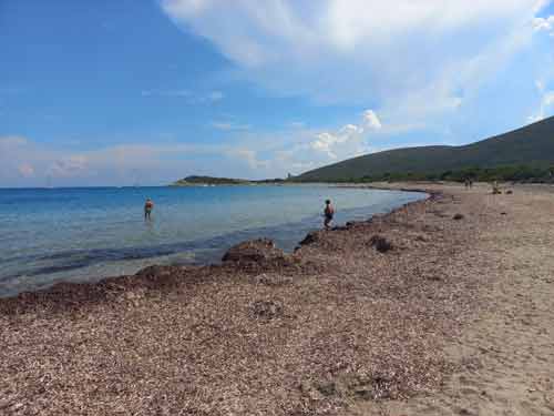 Plage de Barcaggio avec posidonies et baigneurs face à la mer, dans un décor sauvage du Cap Corse