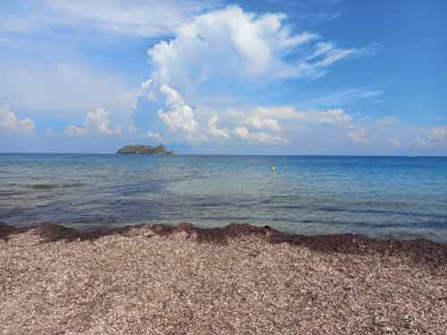 Plage de Barcaggio recouverte de posidonies face à l’îlot de la Giraglia, au nord du Cap Corse