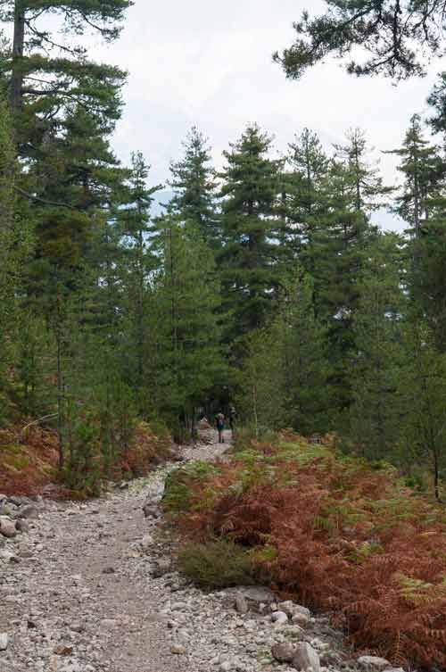 Chemin caillouteux en forêt sur le sentier de randonnée vers le lac de Nino en Corse