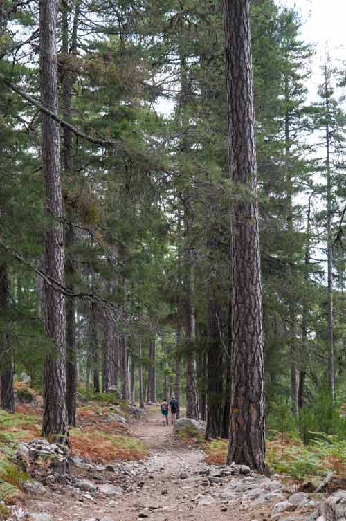 Sentier forestier menant au lac de Nino en Corse, à travers la pinède du parc naturel régional