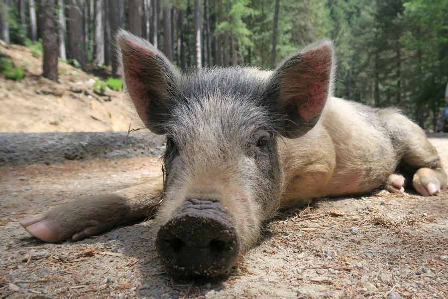 Cochon sauvage allongé sur le sentier menant au lac de Nino en Corse