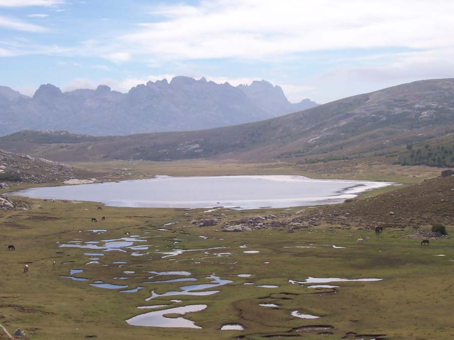 Vue panoramique sur le lac de Nino en Corse entouré de pozzines et de chevaux en liberté