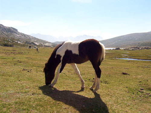 Cheval en liberté broutant près du lac de Nino en Corse, dans les pozzines du plateau