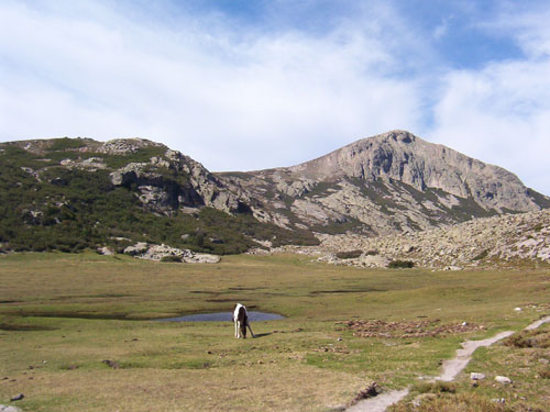Paysage de montagne autour du lac de Nino en Corse avec cheval solitaire près d’une pozzine