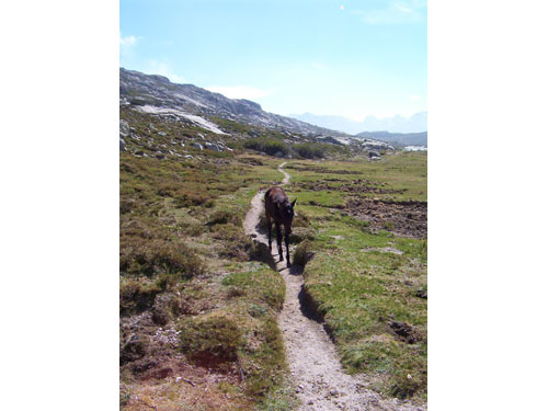 Cheval marchant sur le sentier des pozzines menant au lac de Nino en Corse