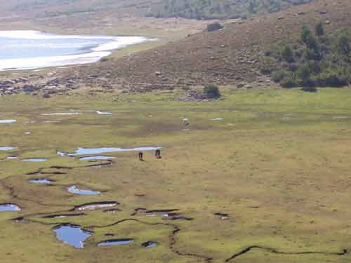 Pozzines en mosaïque autour du lac de Nino en Corse avec chevaux en pâturage