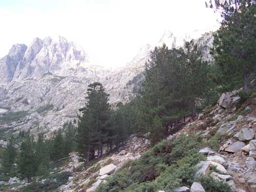 Sentier de randonnée entre pins laricio et rochers, en direction du lac de Melo, dans la vallée de la Restonica