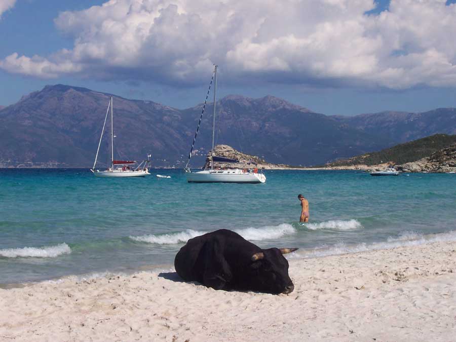 Vache allongée sur le sable de la plage du Lotu dans le désert des Agriates, avec voiliers et montagnes corses en arrière-plan