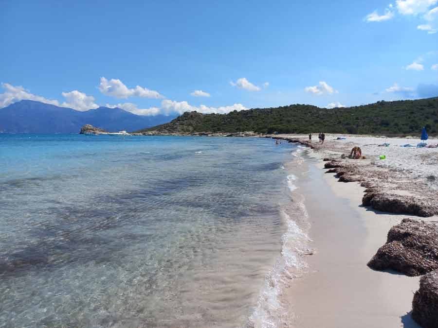 Rivage paisible de la plage du Lotu dans le désert des Agriates (entre la Punta di Ravijola et la Punta Cavallata) avec eau turquoise et posidonies échouées