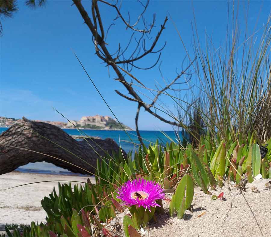 Fleur rose sur dune avec vue sur la citadelle de Calvi en arrière-plan