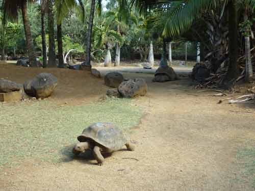 Tortue géante d’Aldabra se promenant dans le parc La Vanille Nature Park à l’île Maurice