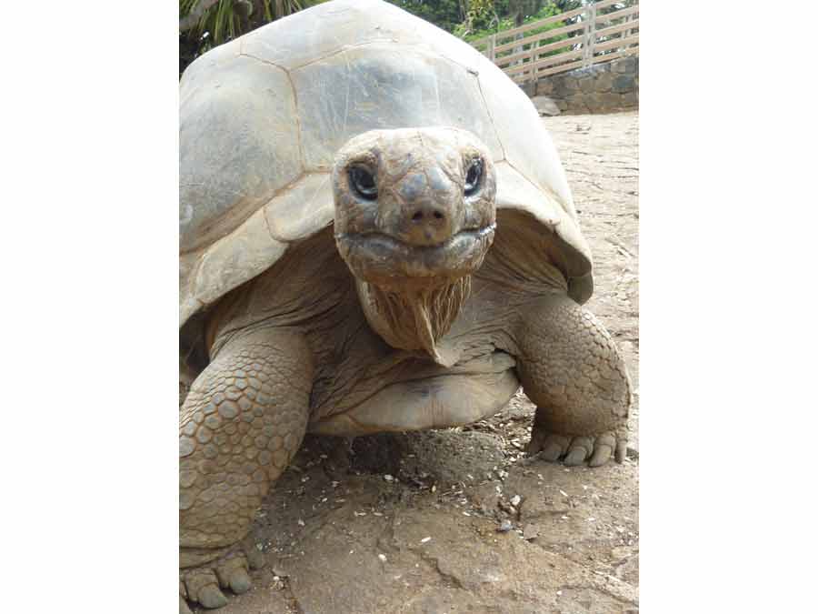Gros plan sur une tortue géante d’Aldabra au parc La Vanille Nature Park à l’île Maurice