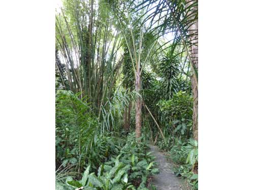 Sentier au cœur de la végétation tropicale avec bambous et palmiers à La Vanille Nature Park, île Maurice