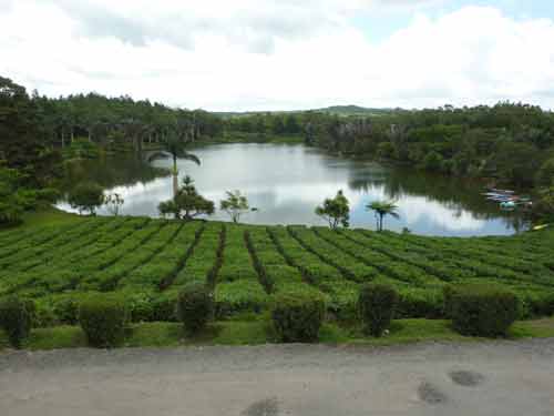 Vue sur le lac des Cygnes entouré des plantations de thé du domaine de Bois Chéri à l’île Maurice
