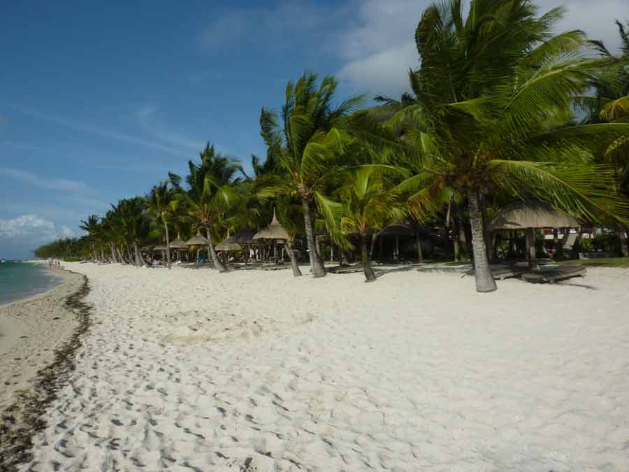 Alignement de palmiers le long de la plage du Morne Brabant à l’île Maurice
