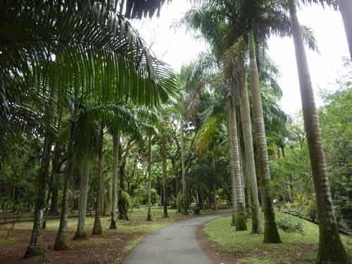 Allée de palmiers royaux dans le jardin botanique de Pamplemousses, île Maurice