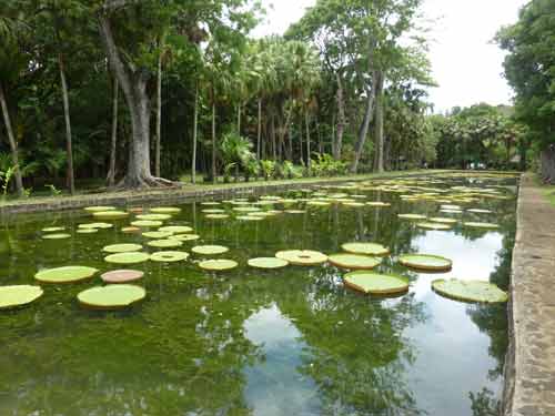 Bassin aux nénuphars géants au Jardin des Pamplemousses, île Maurice