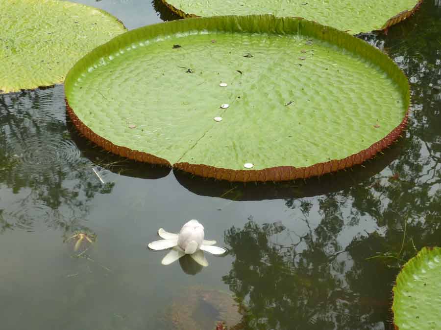 Gros plan d’un nénuphar géant Victoria Amazonica au Jardin des Pamplemousses