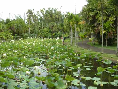Étang de lotus fleuris dans le Jardin des Pamplemousses à l’île Maurice