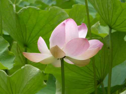 Fleur de lotus rose en gros plan au Jardin botanique de Pamplemousses, île Maurice