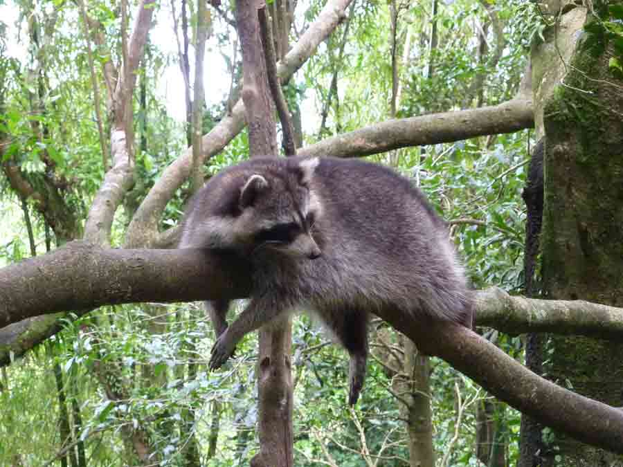 Raton laveur perché sur une branche au parc des Mamelles en Guadeloupe