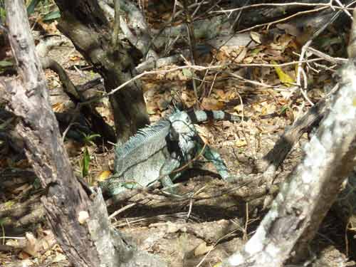 Iguane des Antilles observé dans la nature sur l’île de Terre-de-Haut aux Saintes en Guadeloupe