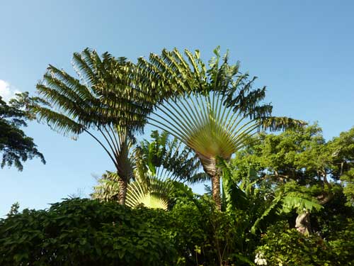 Palmier éventail dans le jardin botanique de Deshaies en Guadeloupe sous un ciel bleu