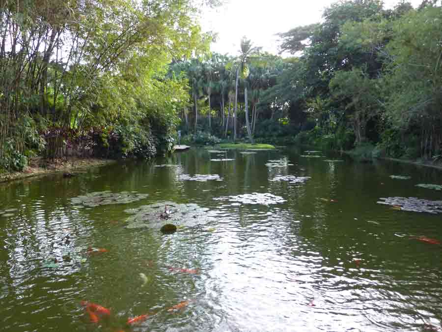Bassin aux carpes koï et nénuphars dans le jardin botanique de Deshaies en Guadeloupe