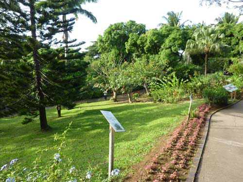 Allée verdoyante et massifs fleuris dans le Jardin botanique de Deshaies en Guadeloupe