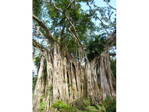 Figuier banian majestueux dans le jardin botanique de Deshaies en Guadeloupe