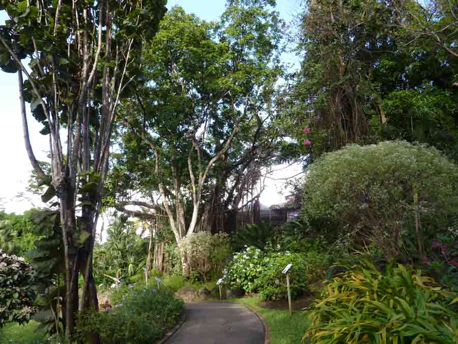 Chemin ombragé bordé de plantes tropicales dans le jardin botanique de Deshaies en Guadeloupe
