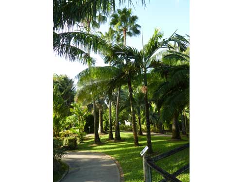 Allée bordée de palmiers royaux dans le jardin botanique de Deshaies en Guadeloupe