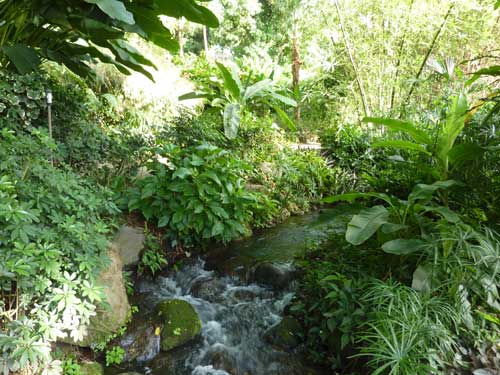 Ruisseau traversant la végétation luxuriante du Jardin botanique de Deshaies en Guadeloupe