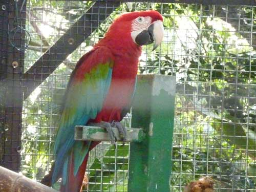 Ara rouge et bleu dans une volière du jardin botanique de Deshaies en Guadeloupe