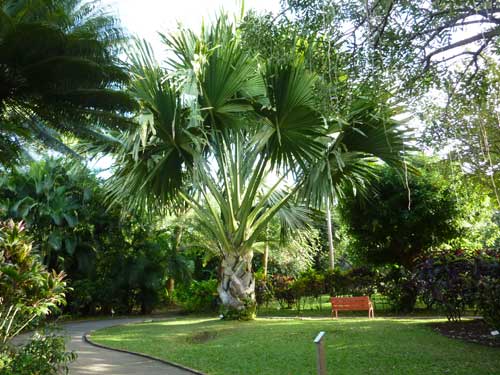 Palmier éventail géant dans le jardin botanique de Deshaies en Guadeloupe