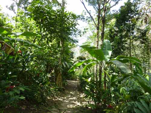 Sentier ombragé dans la végétation luxuriante autour de l’habitation La Grivelière en Guadeloupe