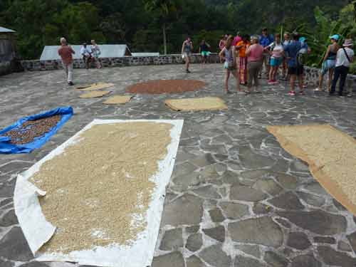 Visiteurs observant les étapes de séchage du café à l’habitation la Grivelière en Guadeloupe