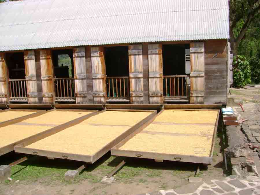 Plateaux de séchage du café devant les bâtiments en bois de l’Habitation La Grivelière en Guadeloupe