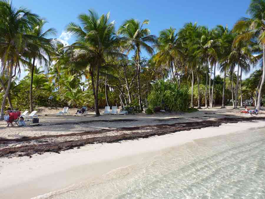 Plage de la Caravelle à Sainte-Anne en Guadeloupe bordée de cocotiers et sable blanc