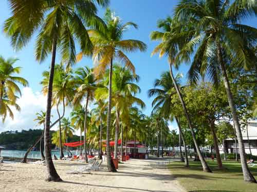 Allée de palmiers et bars de plage colorés sur la plage de la Caravelle en Guadeloupe