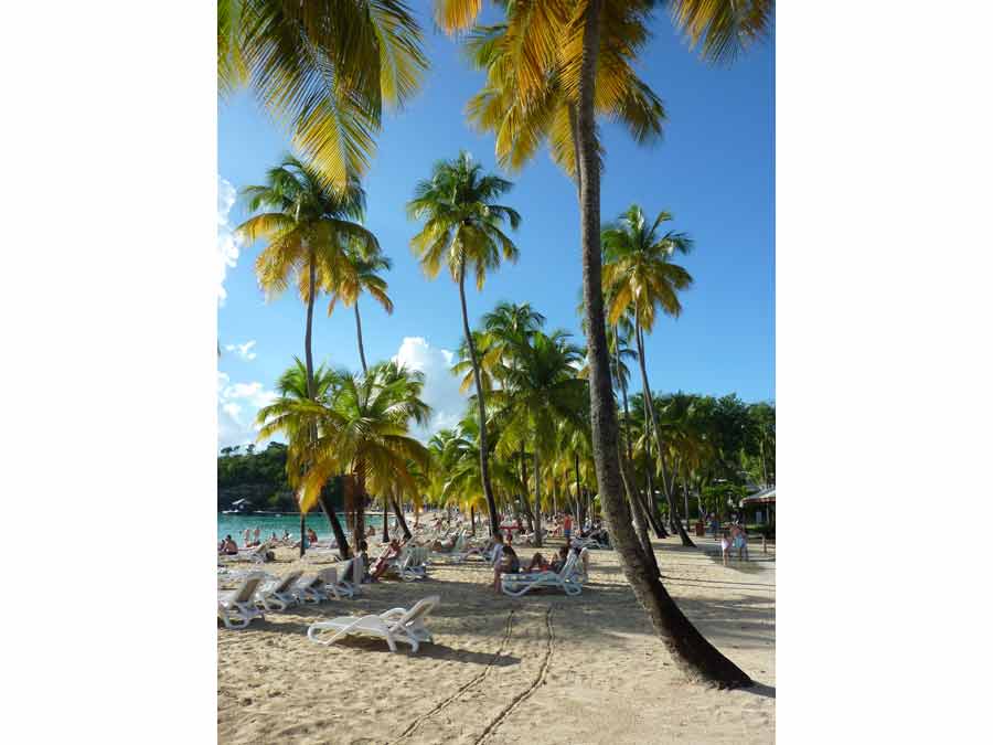 Transats et cocotiers sur la plage de la Caravelle à Sainte-Anne, Guadeloupe