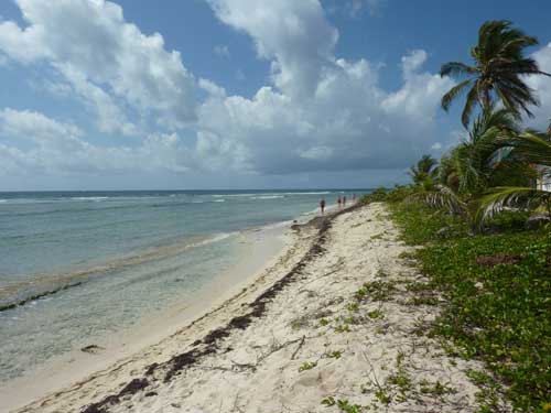 Plage des Raisins-Clairs à Saint-François en Guadeloupe, sable blond et mer turquoise