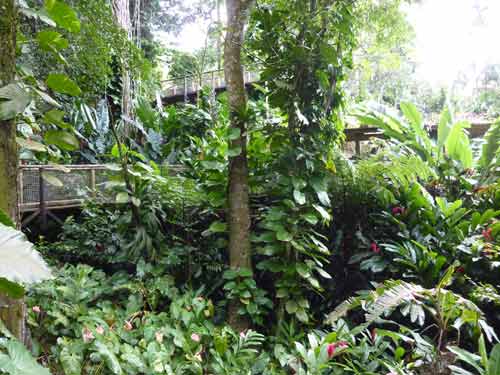 Forêt tropicale luxuriante du parc des Mamelles en Guadeloupe
