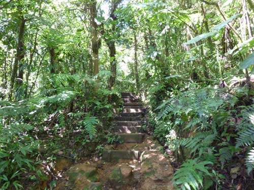 Sentier de randonnée au milieu de la forêt tropicale menant aux chutes du Carbet en Guadeloupe
