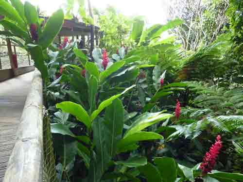 Fleurs tropicales et végétation dense sur les sentiers du Parc des Mamelles en Guadeloupe