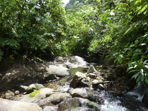 vacances-guadeloupe-72 Ruisseau traversant la forêt tropicale sur le sentier menant à la première chute du Carbet en Guadeloupe