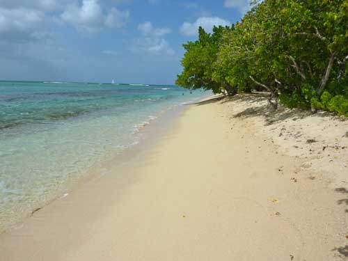 Bord de mer tranquille et végétation tropicale sur la plage du Souffleur en Guadeloupe