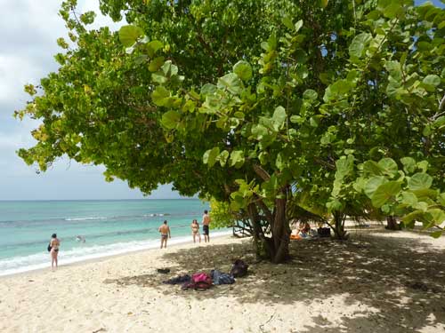 Baigneurs profitant de l’ombre des raisiniers sur la plage du Souffleur à Port-Louis, Guadeloupe