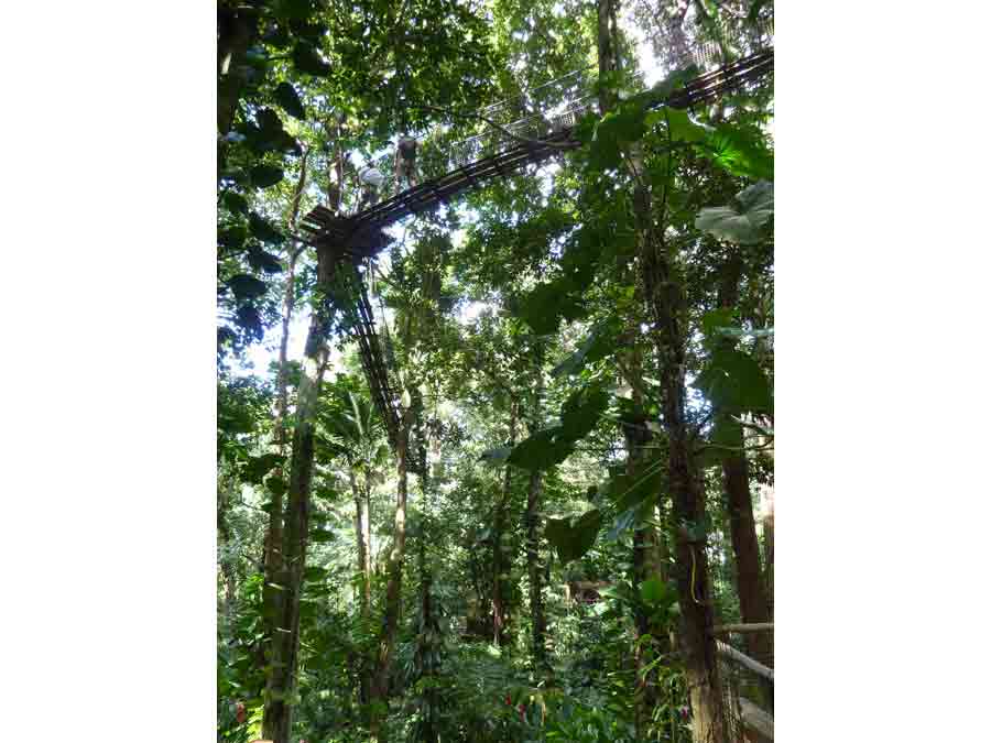 Passerelles suspendues entre les arbres dans la canopée du parc des Mamelles en Guadeloupe